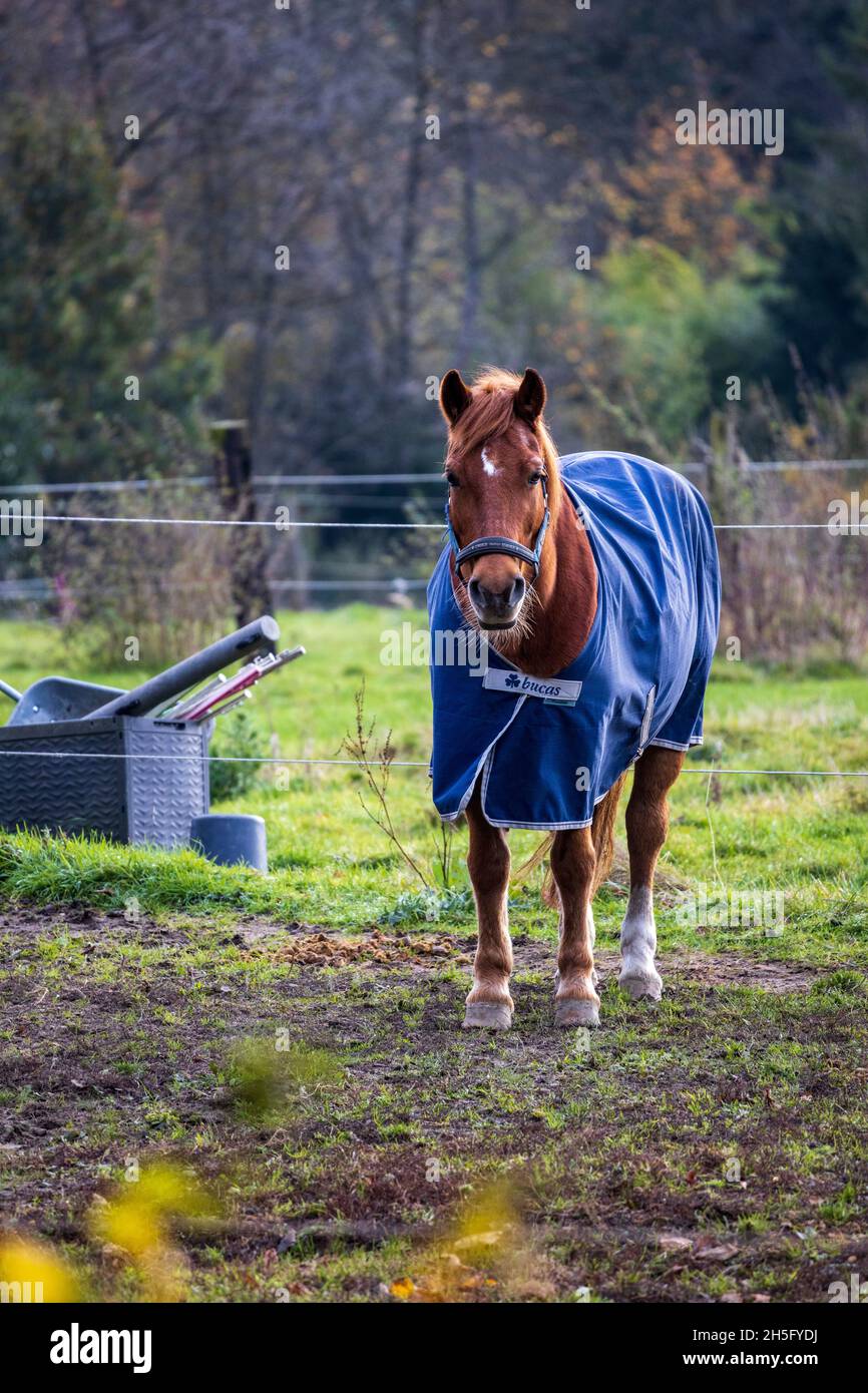 Cheval de châtaignier avec une couverture d'hiver dans un enclos, Essen, Allemagne Banque D'Images