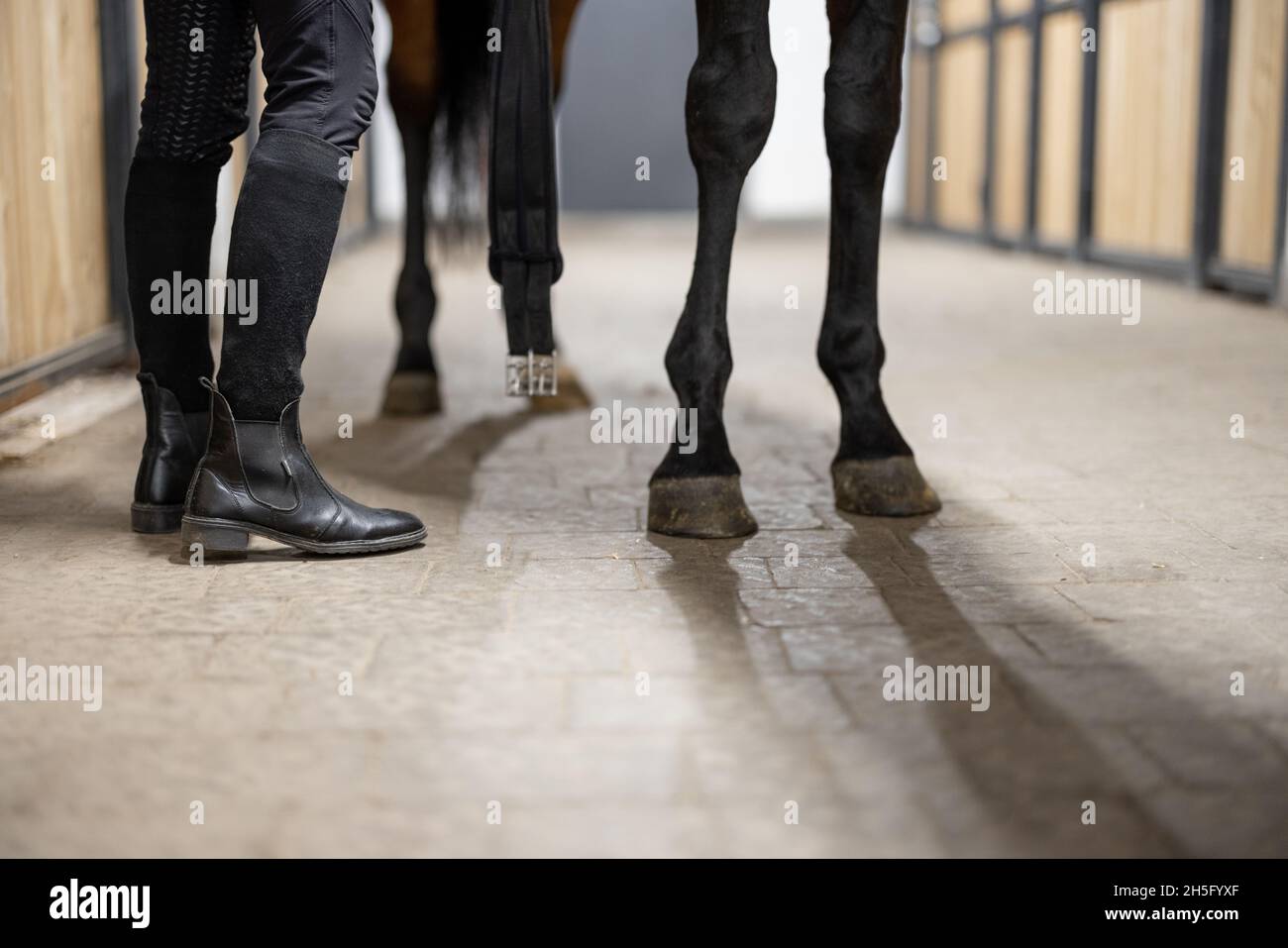 Horseman brossant le fer à cheval sur le sabot sur le cheval Banque D'Images
