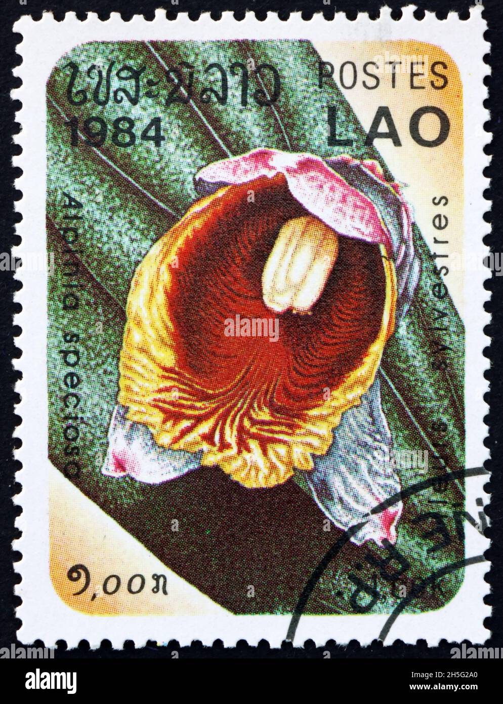 LAOS - VERS 1984: Un timbre imprimé au Laos montre le gingembre en coquille, alpinia speciosa, est une espèce vivace de gingembre originaire de l'Asie de l'est, vers 1984 Banque D'Images