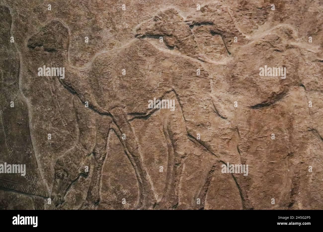 Bas relief de chameaux dans une rangée grossièrement sculpté dans la pierre - l'antiquité égyptienne - arrière-plan Banque D'Images