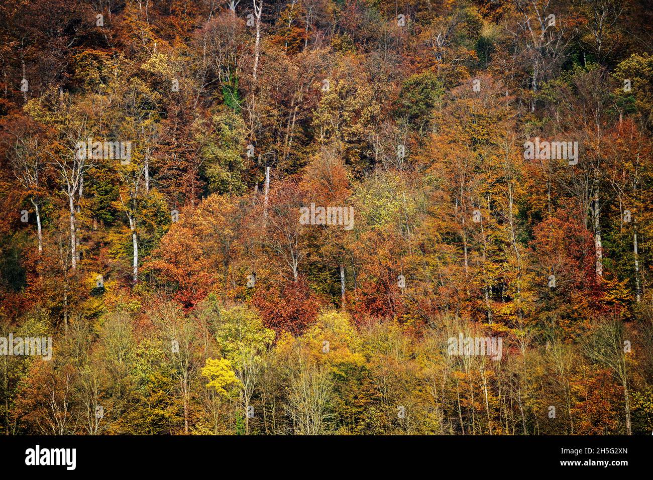 Forêt automnale avec feuillage coloré, Essen, région de Ruhr, Allemagne Banque D'Images