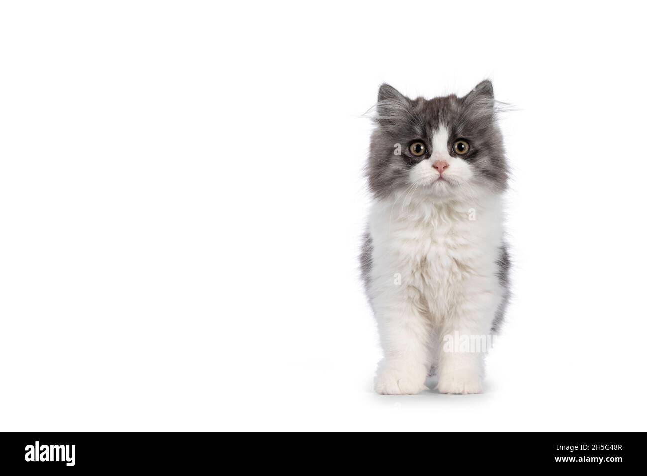 Très mignon bleu avec Cymric à queue blanche aka chat à poil long, debout face à l'avant.Regarder directement dans l'appareil photo avec les yeux plus doux Banque D'Images