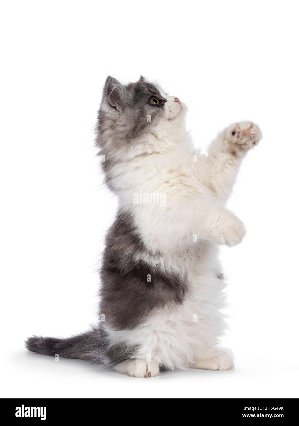 Très mignon bleu avec Cymric à queue blanche aka chat à poil long, assis sur les pattes arrière jouant.Caméra de vision vers le haut et vers l'extérieur. Isolée o Banque D'Images