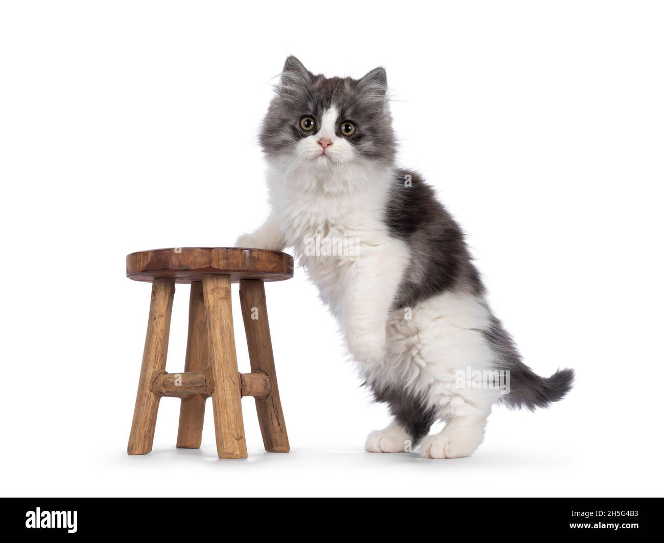 Très mignon bleu avec Cymric à queue blanche aka chat à poil long, sur les côtés avec une patte sur un petit tabouret en bois.En regardant directement dans Banque D'Images