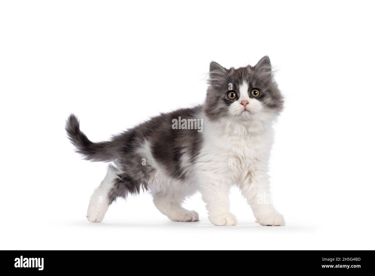 Très mignon bleu avec Cymric à queue blanche aka chat à poil long chat kitten, à pied des voies latérales.Regardez directement dans l'appareil photo avec les yeux les plus doux. Isola Banque D'Images