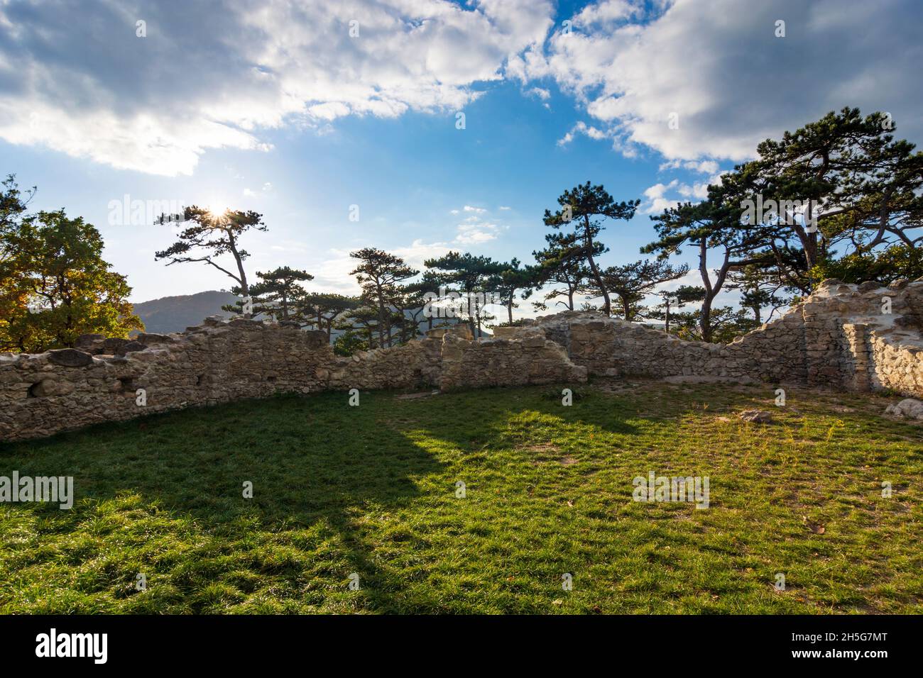 Maria Enzersdorf: Parc naturel de Föhrenberge, ruine Pfeffererbüchsel, arbres PIN autrichien (pin noir, Pinus nigra) à Wienerwald, Banque D'Images