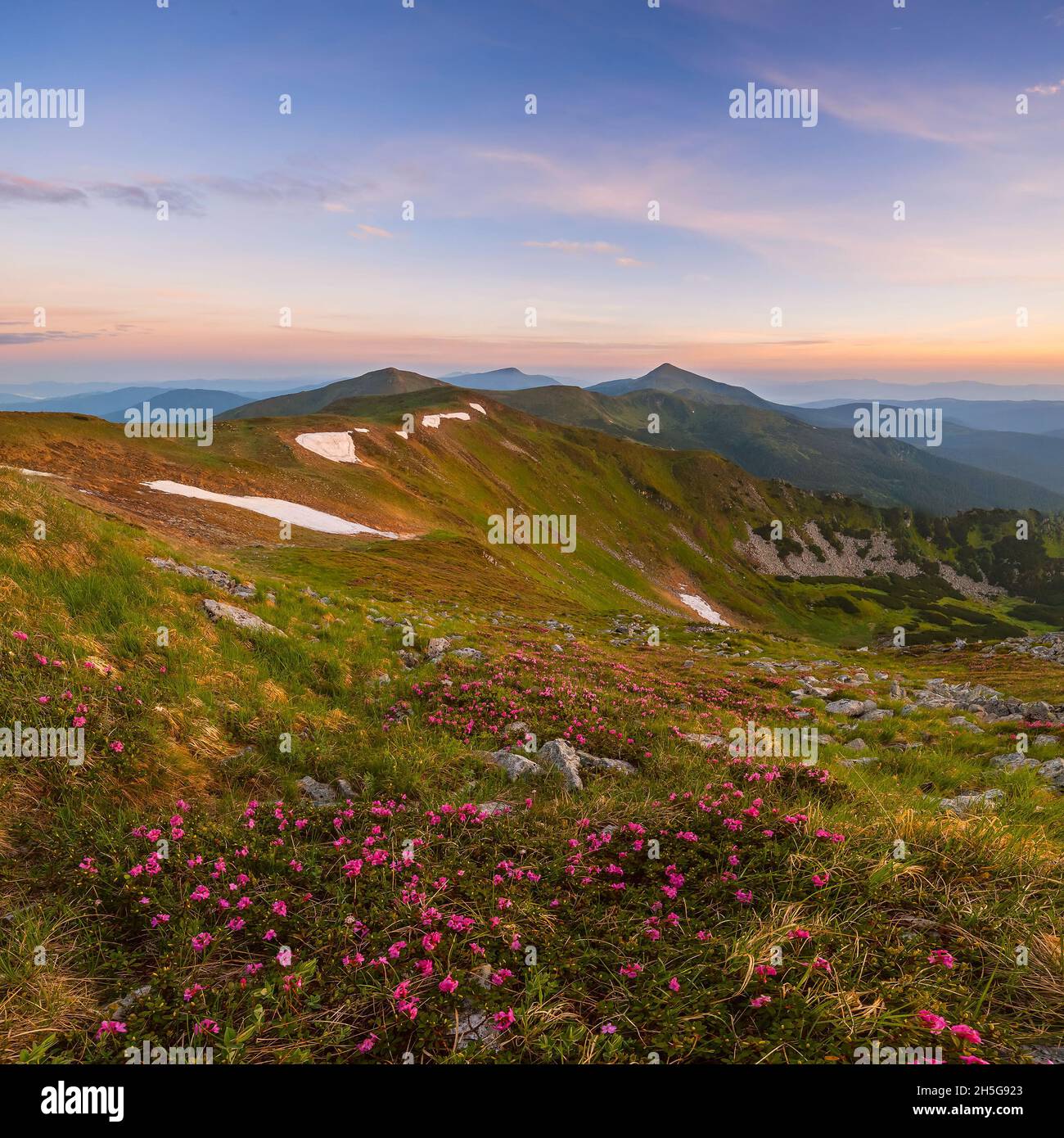 Un paysage extraordinaire avec des fleurs en montagne et ciel majestueux Banque D'Images