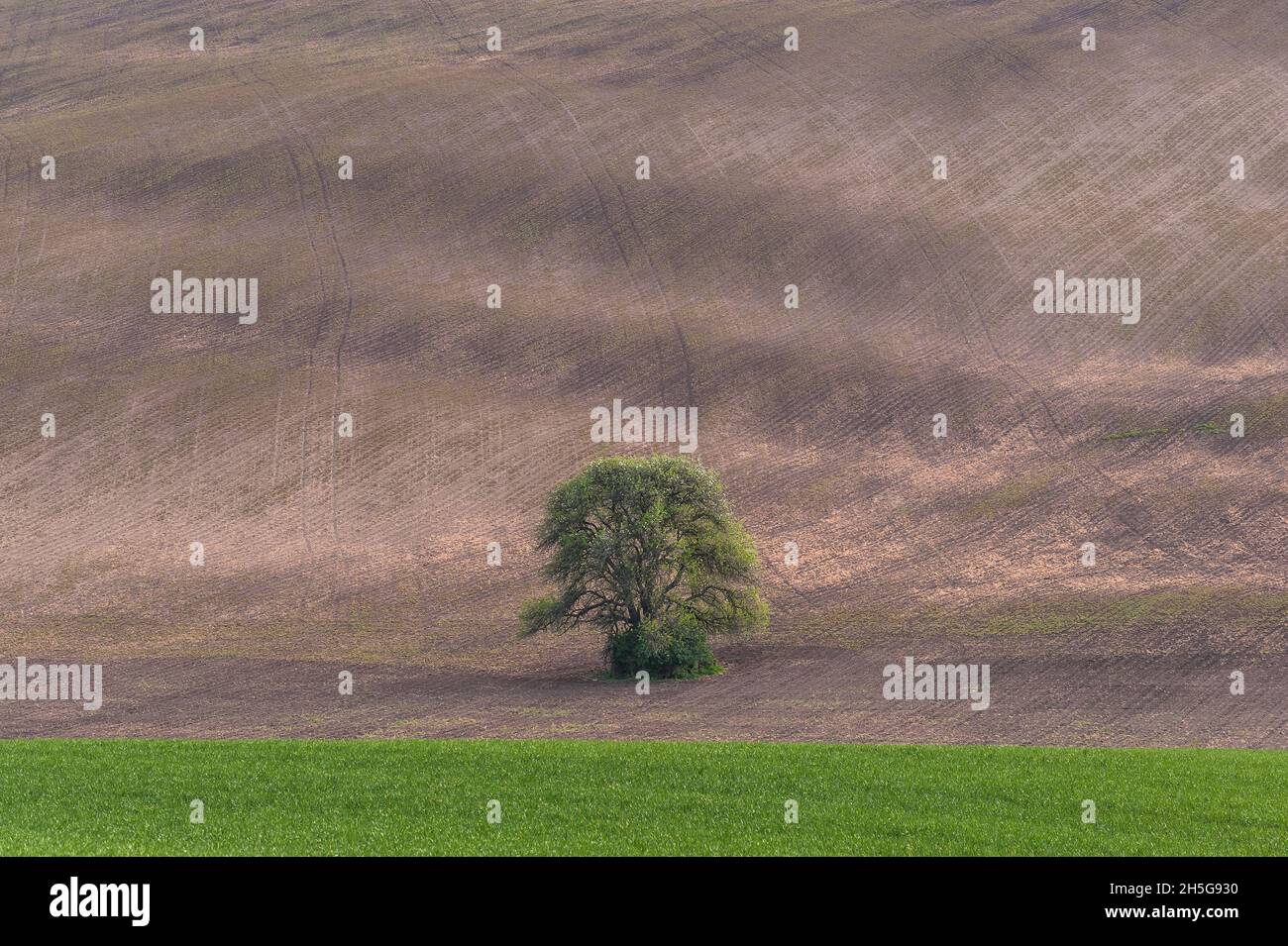 Paysage agricole avec arbre solitaire sur le terrain Banque D'Images