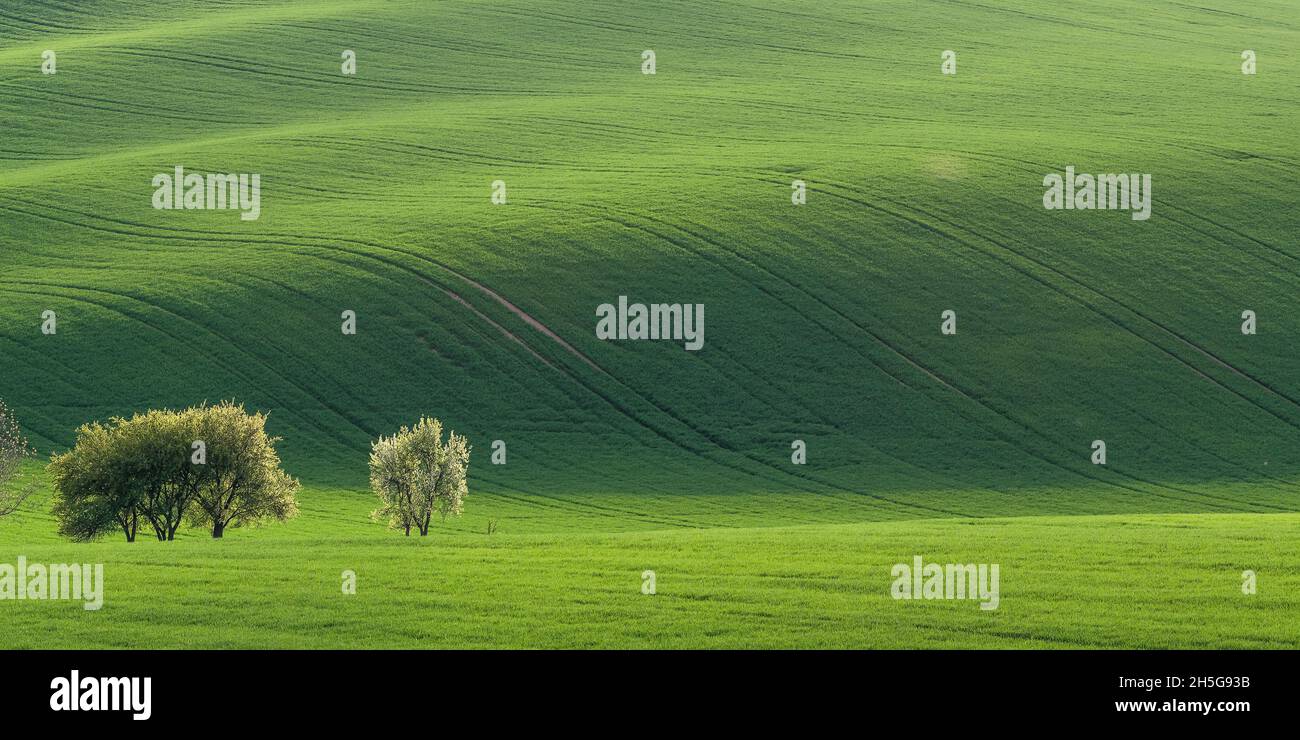 Panorama avec champ vert, paysage agricole Banque D'Images