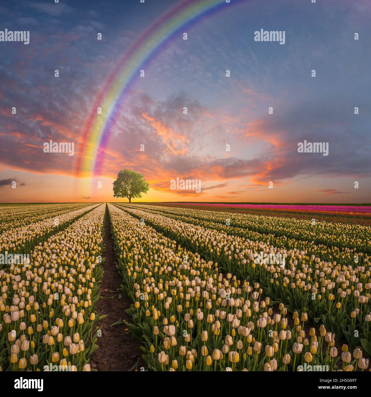 Paysage traditionnel avec champs de tulipes et arc-en-ciel, belles fleurs printanières et ciel majestueux. Banque D'Images