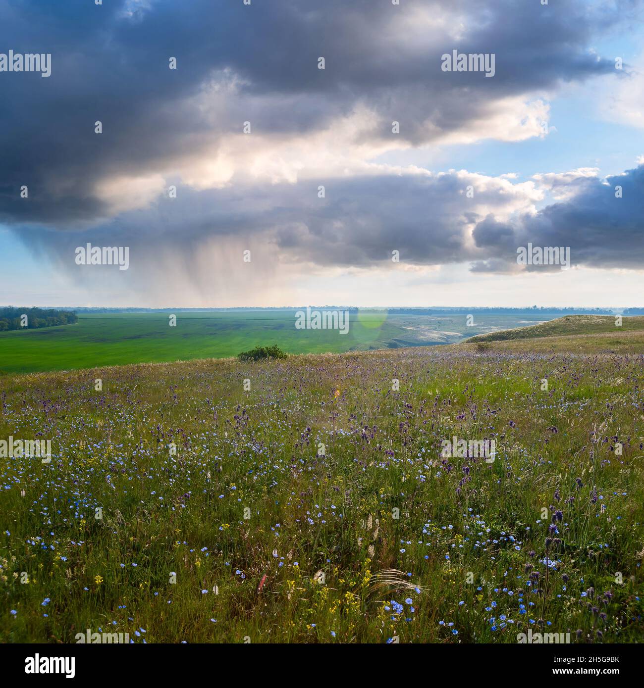 Paysage d'été avec de belles fleurs sur la prairie et la pluie dans le ciel Banque D'Images