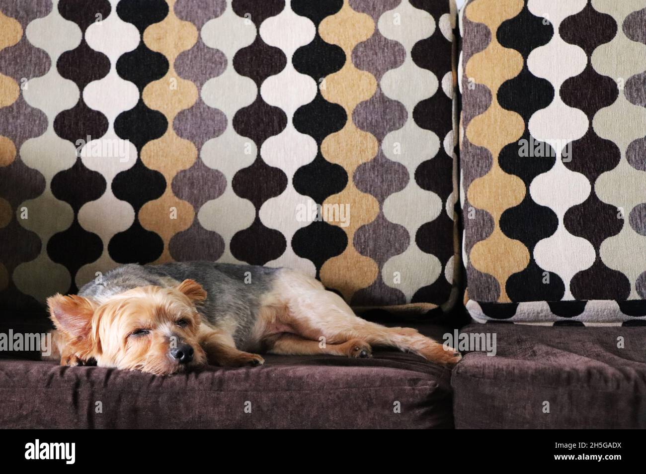 Yorkie Terrier se nappant sur un canapé de style rétro Banque D'Images