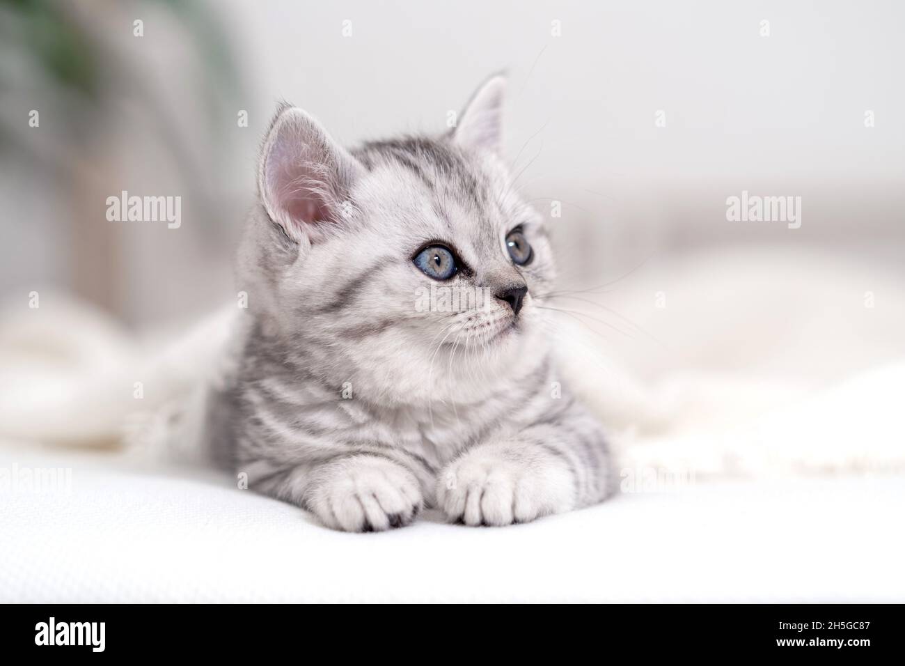 Portrait mignon petit rayé écossais pli chat de Kitten à la maison.Kitty regardant l'appareil photo sur un lit blanc Banque D'Images