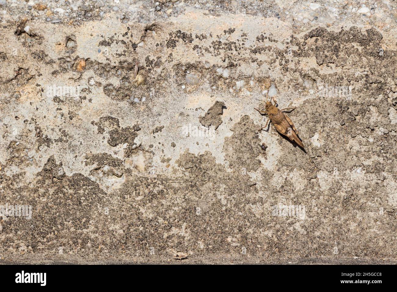 Le criquet italien Callipamus italicus camouflé sur un mur en béton à l'automne, en Hongrie Banque D'Images