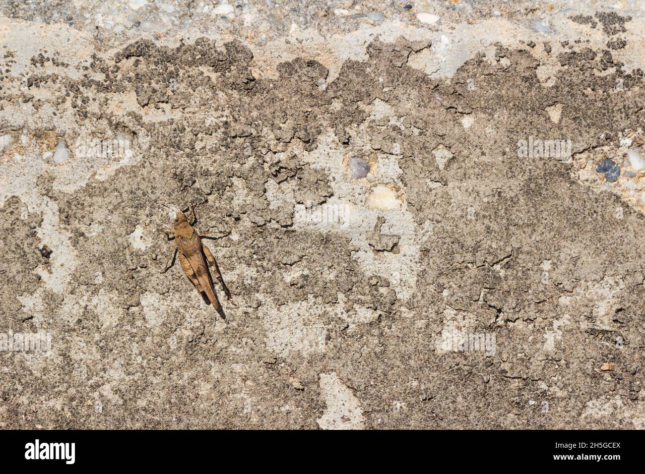 Le criquet italien Callipamus italicus camouflé sur un mur en béton à l'automne, en Hongrie Banque D'Images