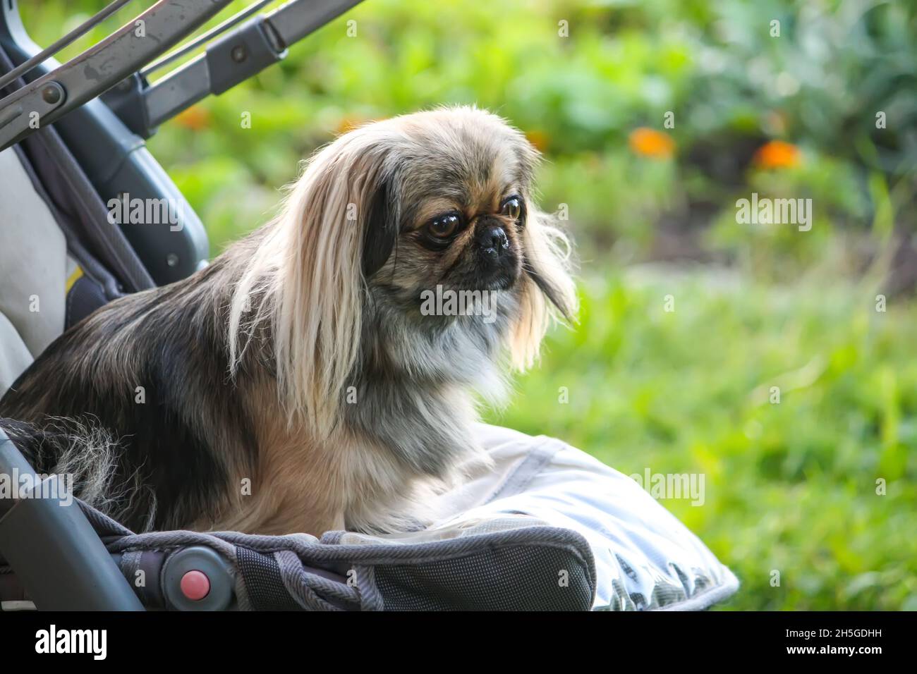 Jeune Chien Pekinois En Plein Air Assis Dans Une Poussette De Bebe Sur Fond Vert D Herbe D Ete Photo Stock Alamy