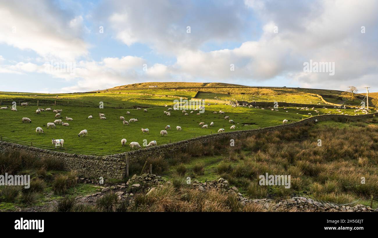 Des moutons se broutent dans un champ de Cheeks Hill dans le Derbyshire, photographié avant le crépuscule à l'automne 2021. Banque D'Images