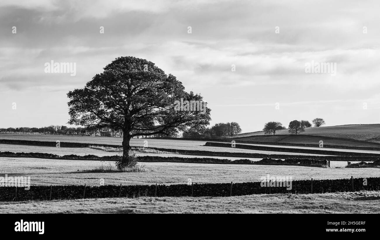 Image en noir et blanc d'un arbre isolé près de Sheldon dans les Dales du Derbyshire entouré de murs de pierre traditionnels qui tapissent le paysage. Banque D'Images