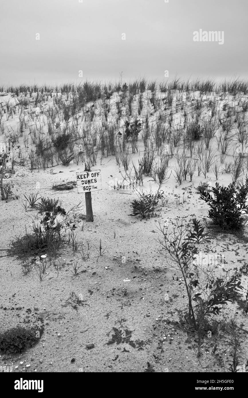 Keep Off Dunes lit un panneau sur une nouvelle dune de sable avec de l'herbe de dune fraîchement plantée sur long Beach Island, NJ, États-Unis Banque D'Images