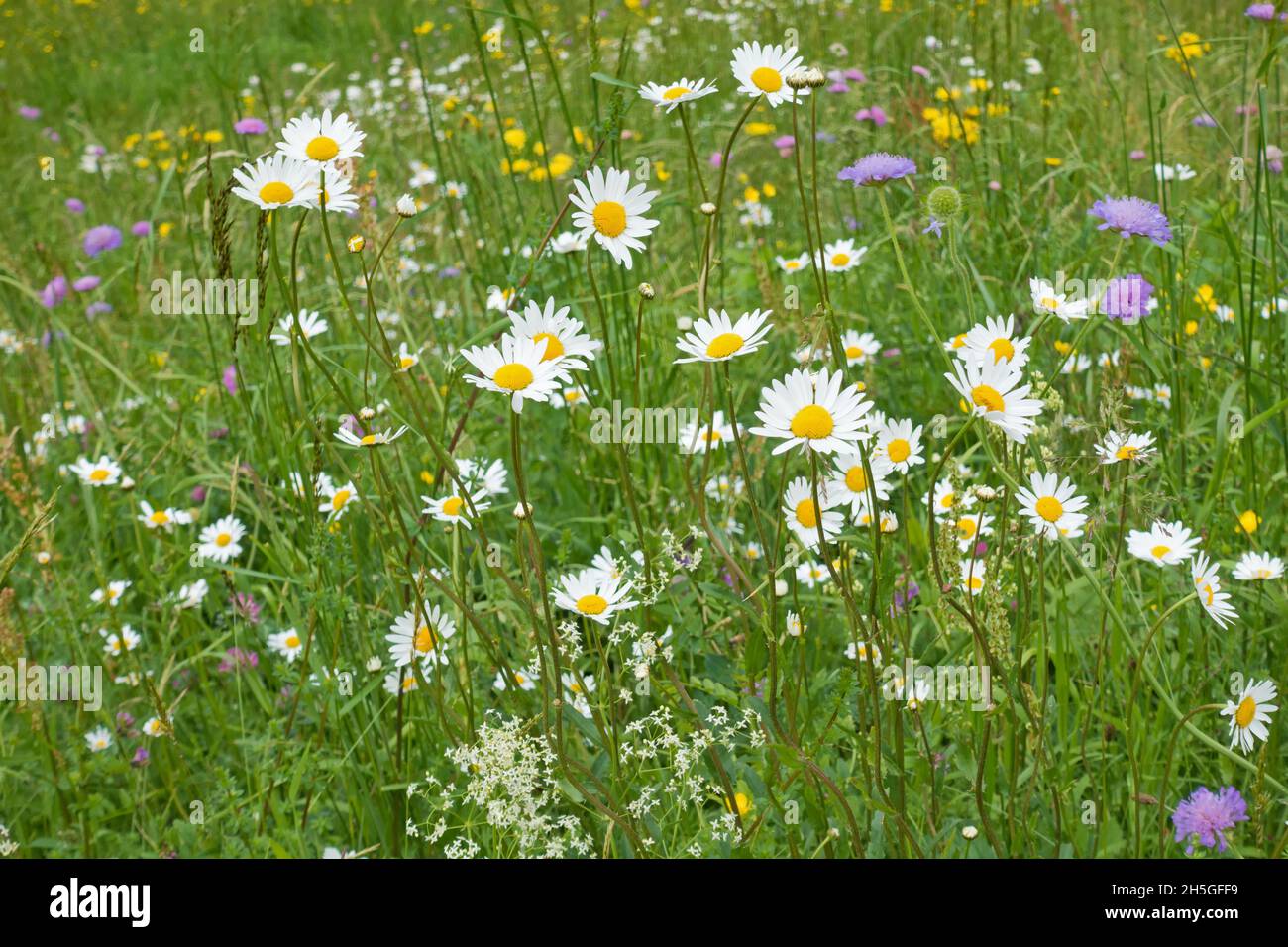 Prairie de fleurs alpines avec pâquerettes et fleurs de veuve Banque D'Images