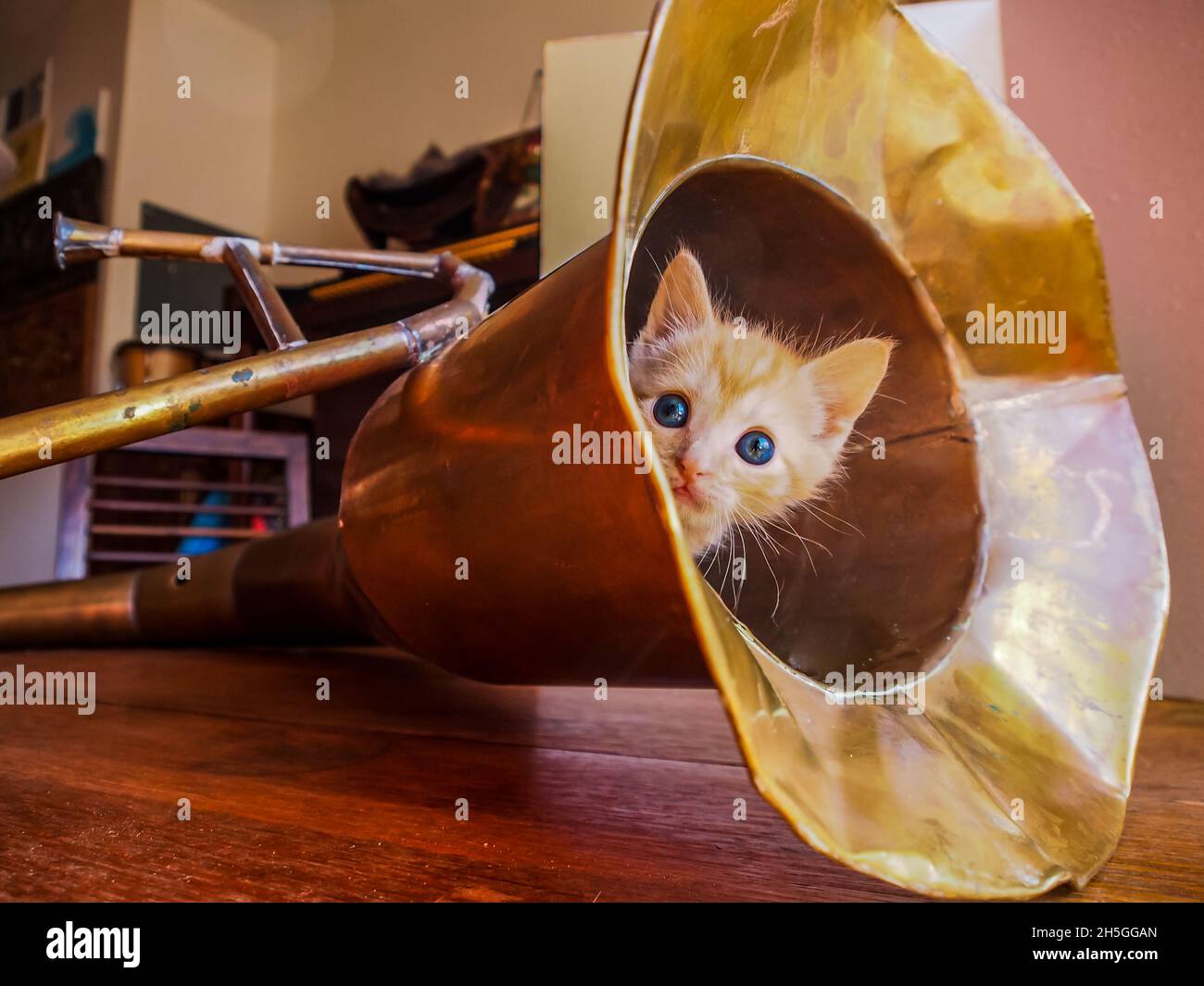 Kitten peeking à côté de l'instrument traditionnel de type tuba de Sulawesi, Indonésie Banque D'Images