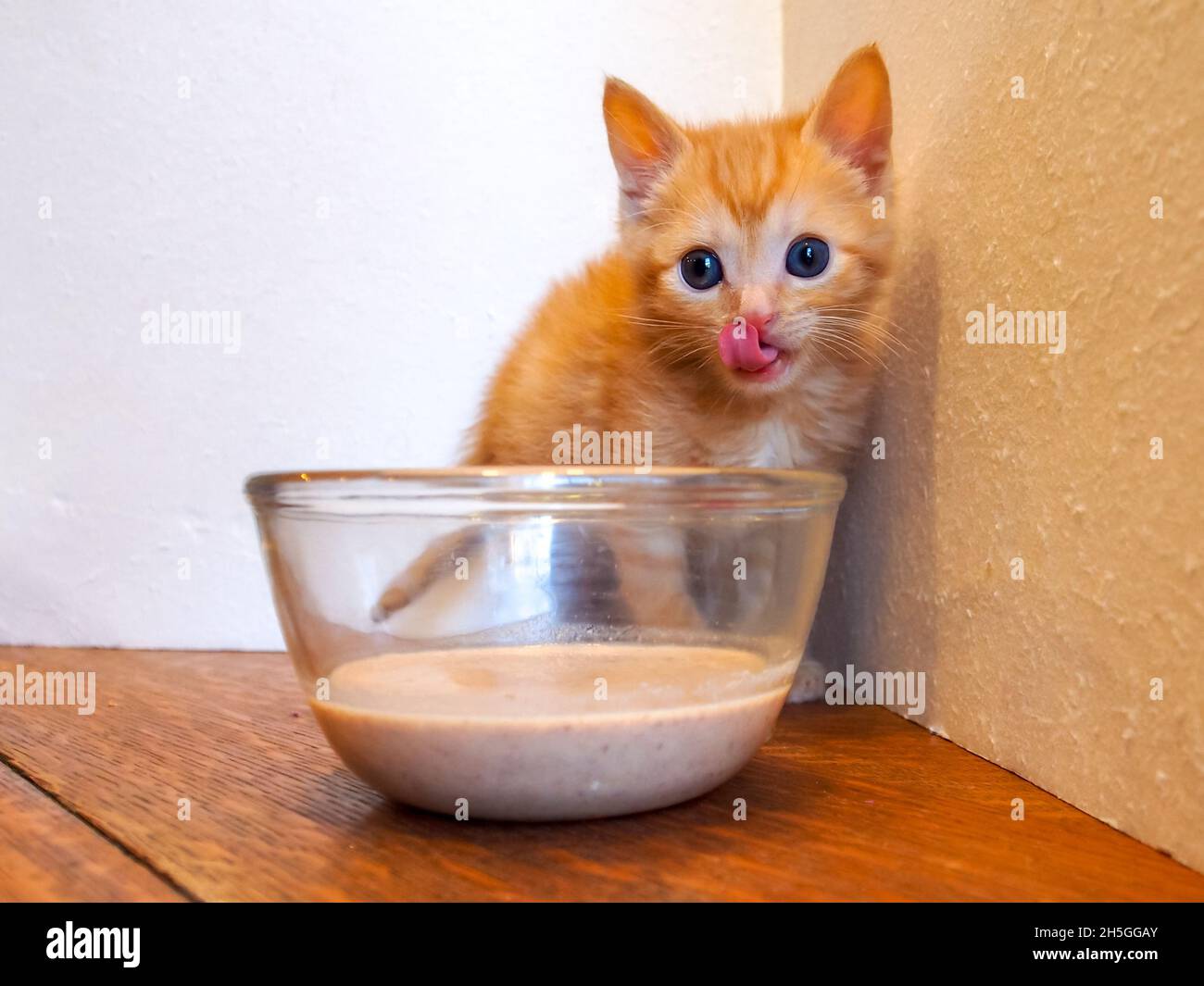 Chaton léchant le visage, assis derrière un bol de sa première nourriture Banque D'Images