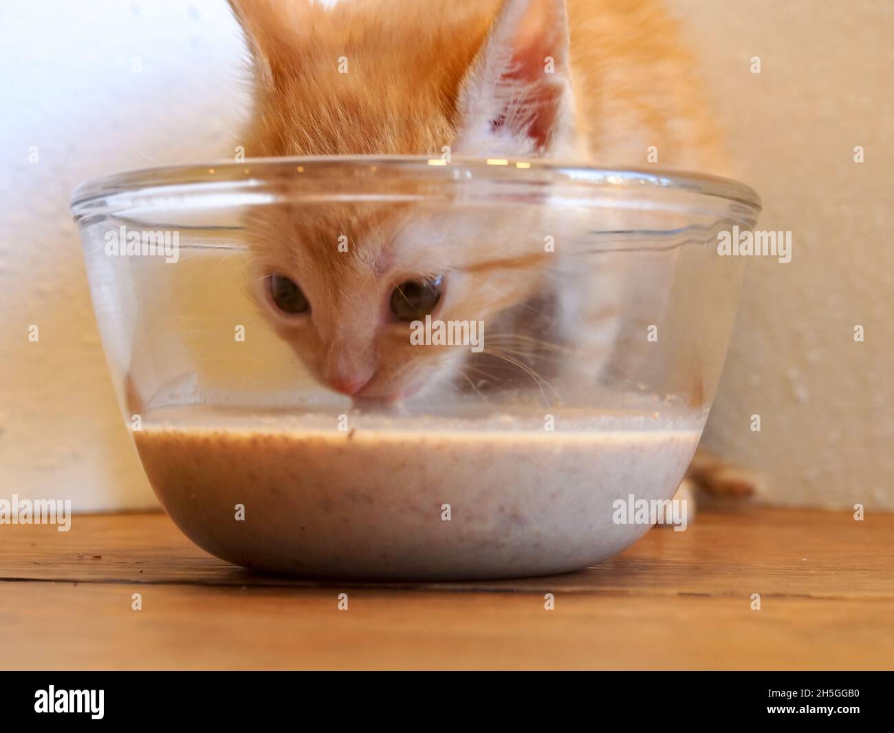 Le visage du chaton dans un bol en verre dégustation de nourriture pour la première fois Banque D'Images