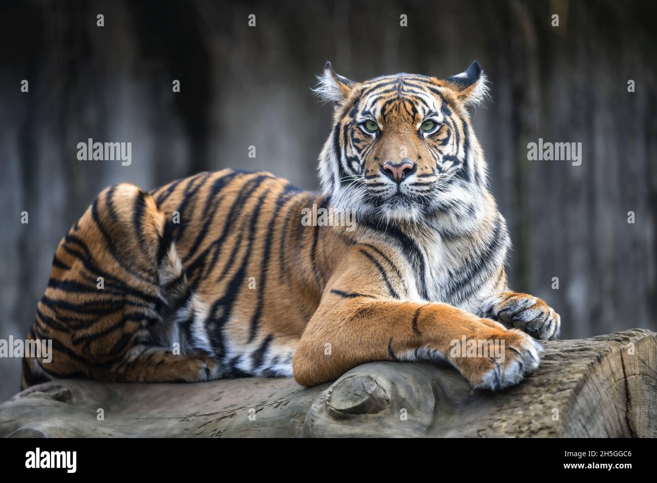 Le tigre repose sur le tronc d'un arbre abattu et regarde dehors. Banque D'Images