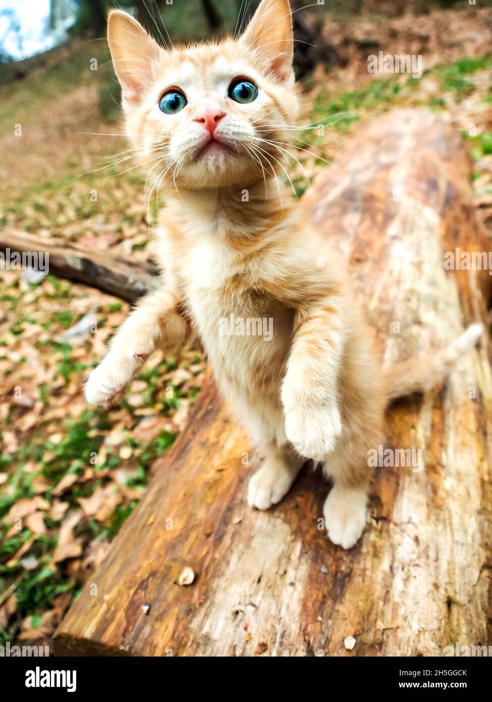 Chaton debout sur le log, grands yeux ronds, à l'extérieur Banque D'Images