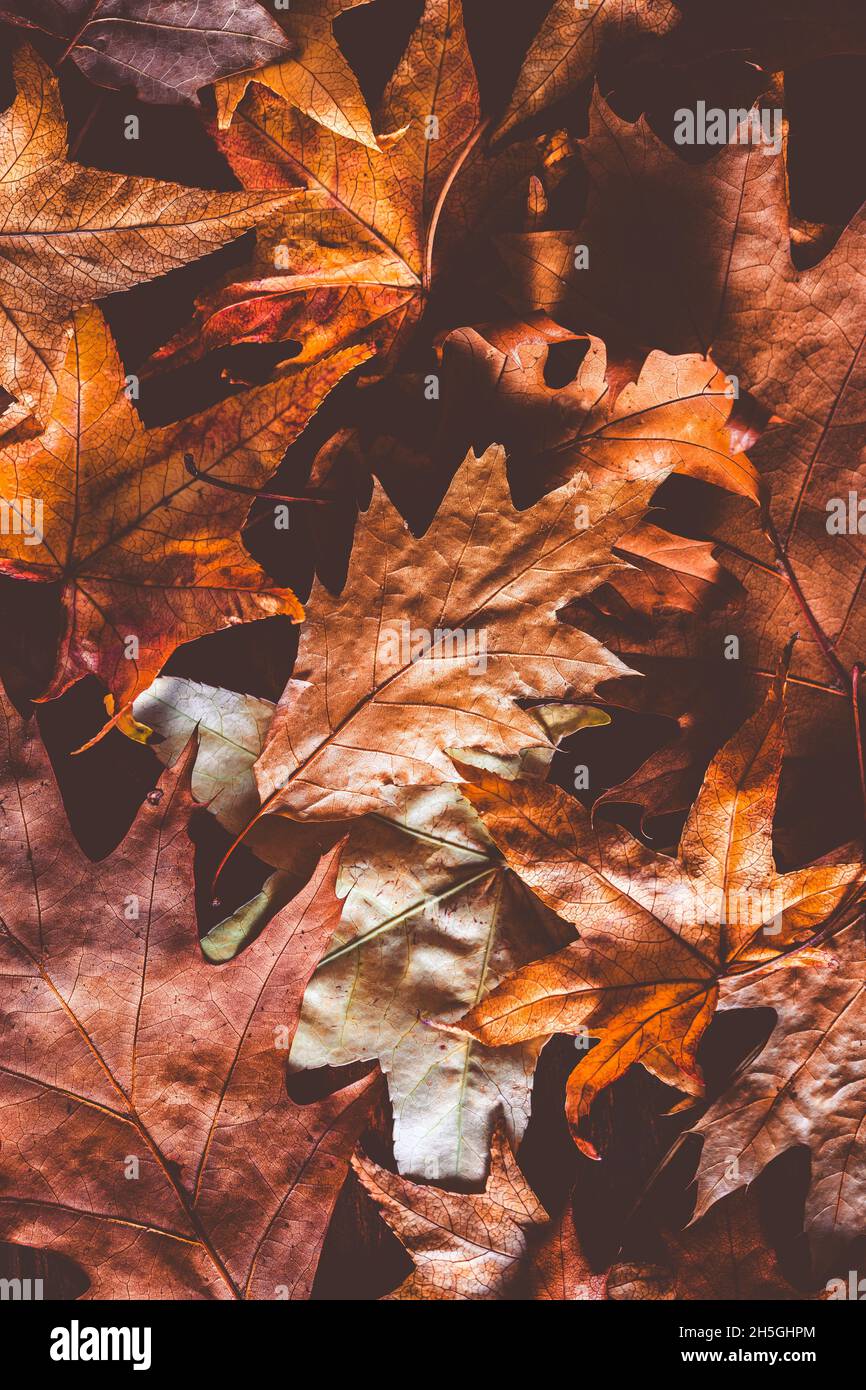 Feuilles d'automne séchées comme arrière-plan Banque D'Images