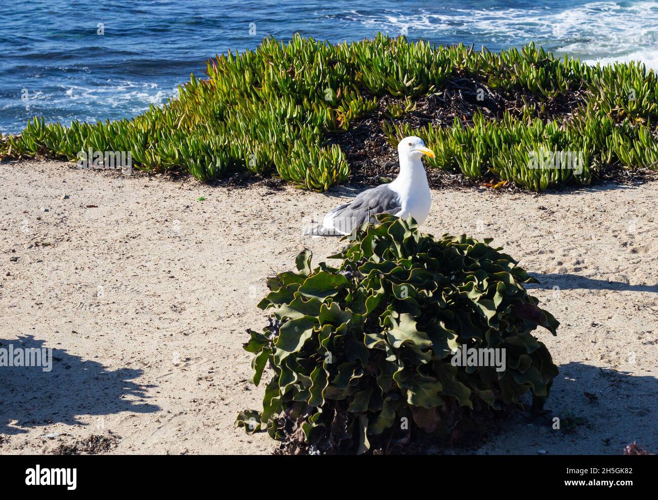 mouette près de l'océan pacifique Banque D'Images