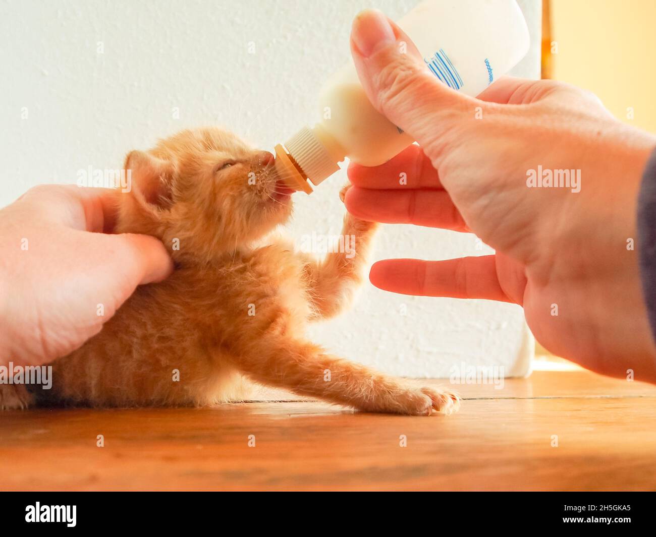 Biberon orphelin de chaton au gingembre dans la bonne position.Il a sa petite patte sur la main de la personne. Banque D'Images