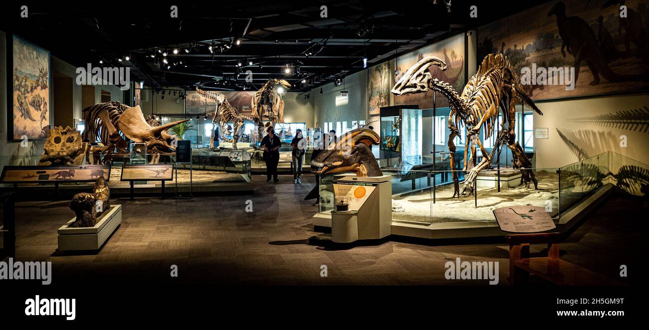 Vue du Elizabeth Morse Genius Hall of Dinosaurs à l'exposition Evolving Planet au Field Natural History Museum de Chicago, Illinois, États-Unis Banque D'Images