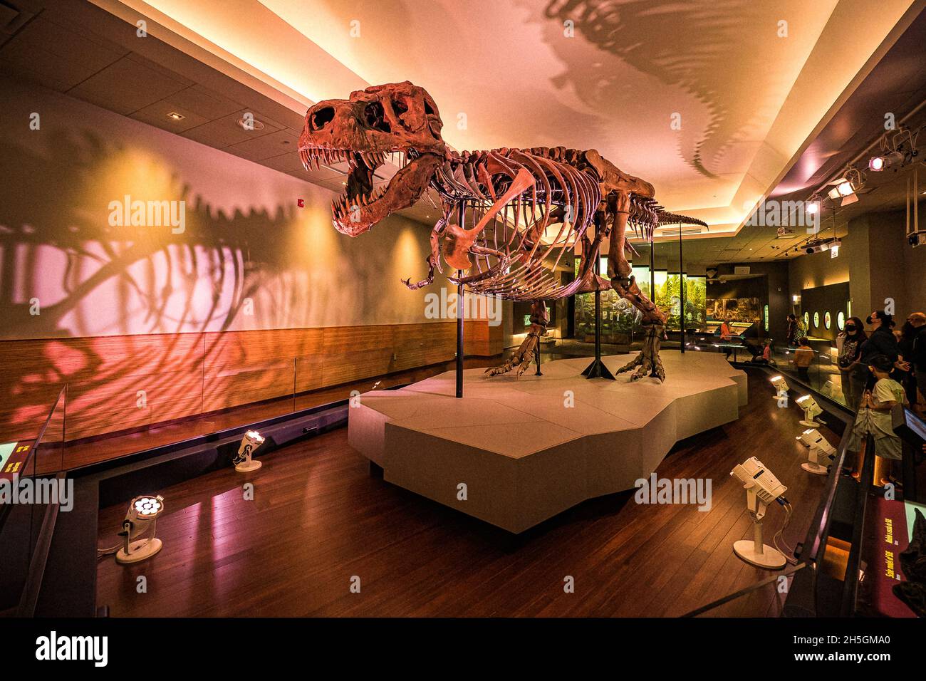 Vue sur le célèbre fossile de Sue, un immense T. rex, à l'exposition Evolution de la planète au Field Natural History Museum de Chicago, il, États-Unis Banque D'Images
