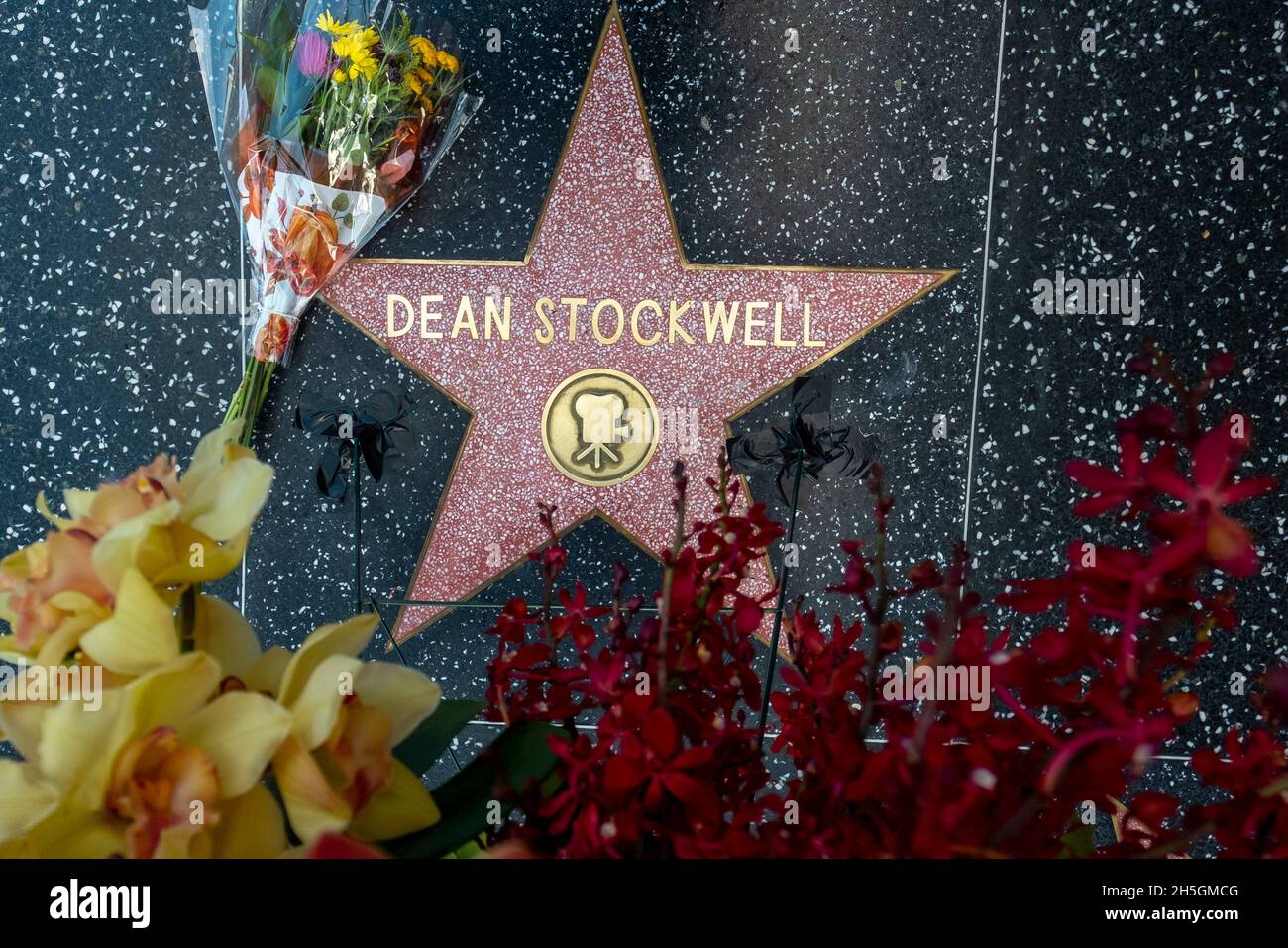 Los Angeles, Californie, États-Unis.9 novembre 2021.Les fleurs sont placées à l'étoile du défunt acteur Dean Stockwell sur le Hollywood Walk of Fame, le mardi 9 novembre 2021, à Los Angeles.Dean Stockwell, qui a été nominé pour un Oscar pour sa performance dans « « « arried to the Mob » » et est plus connu pour ses rôles dans « Blue Velvet » et dans la série télévisée « Quantum Leap ».Stockwell est mort dimanche dans sa maison de Hollywood de causes naturelles, selon son attaché de presse.Il avait 85 ans.(Image de crédit : © Ringo Chiu/ZUMA Press Wire) Banque D'Images