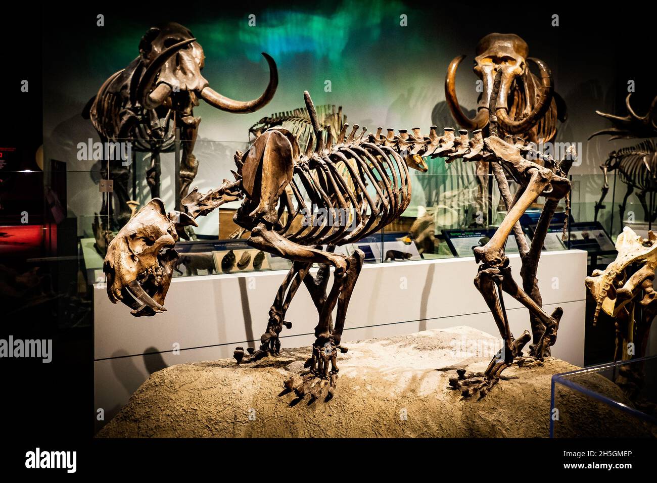 Squelette fossile du chat à dents de sabre Smilodon à l'exposition Evolution de la planète au Field Natural History Museum de Chicago, il, États-Unis Banque D'Images