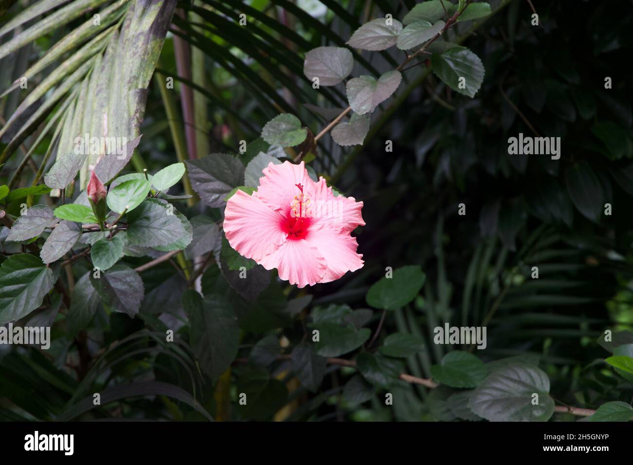 Jolie fleur rose dans la section forêt amazonienne du projet Eden Banque D'Images