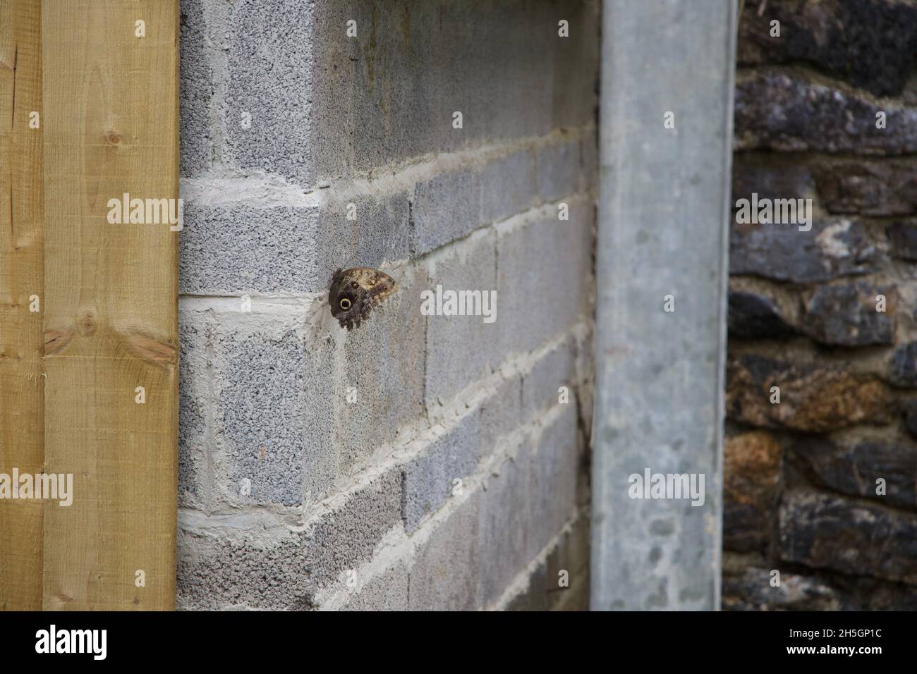 Papillon hibou géant sur un mur de blocs de brise Banque D'Images