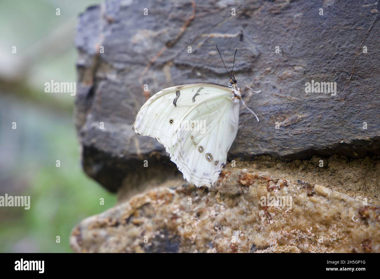 Papillon blanc de chou reposant sur un mur Banque D'Images