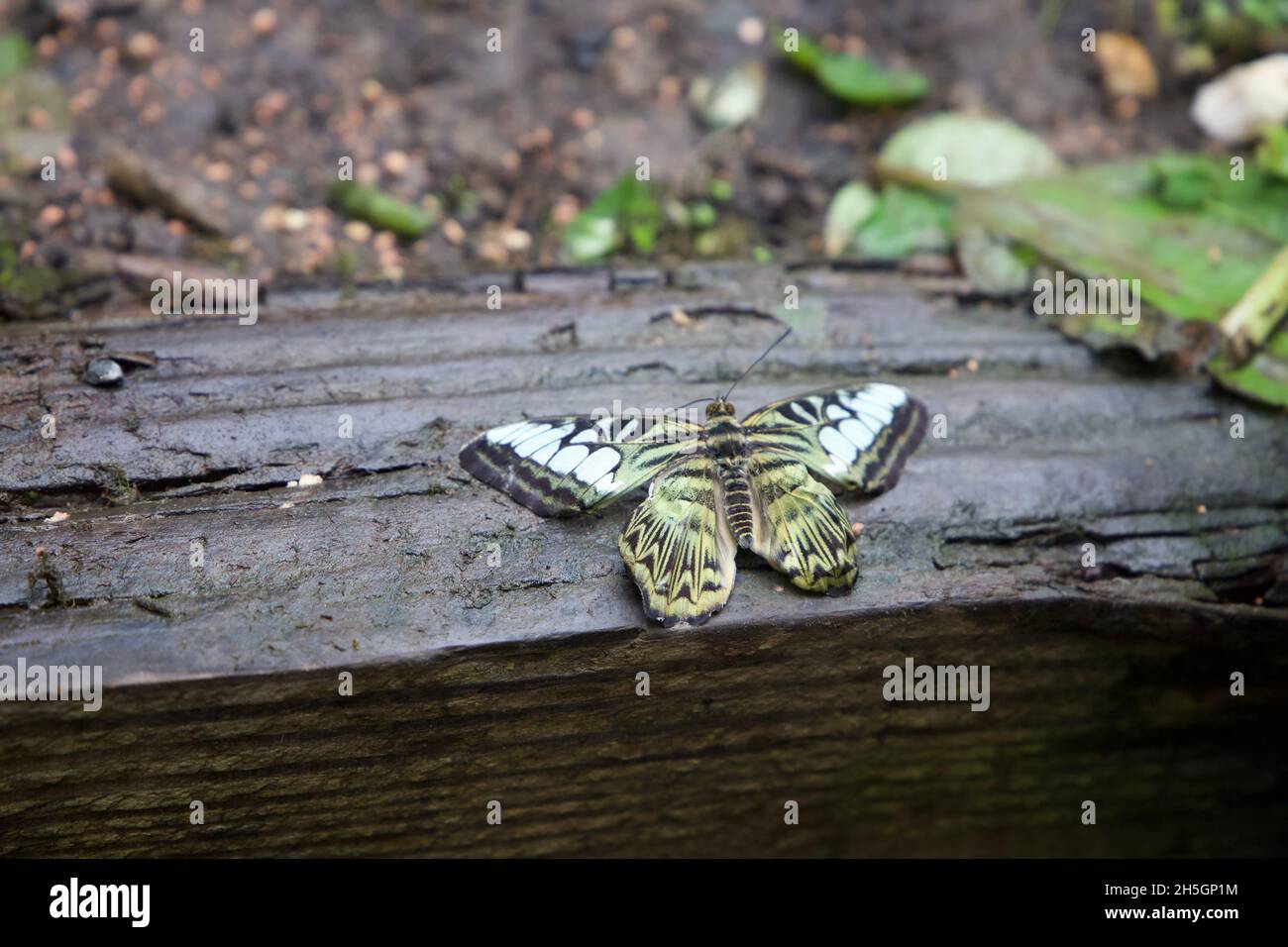 Papillon vert pâle reposant sur une poutre en bois Banque D'Images