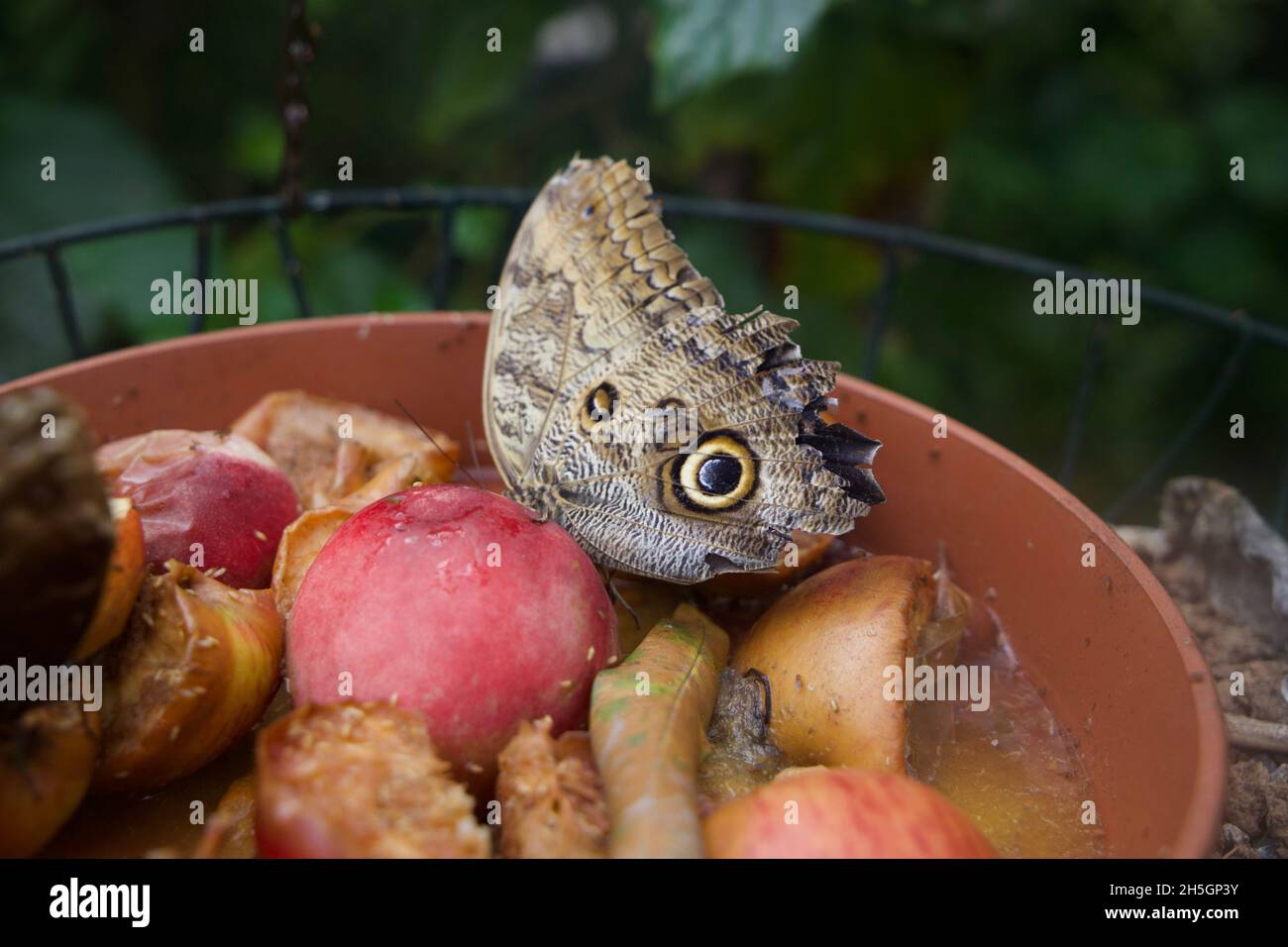 Un papillon hibou géant se nourrissant d'un fruit Banque D'Images