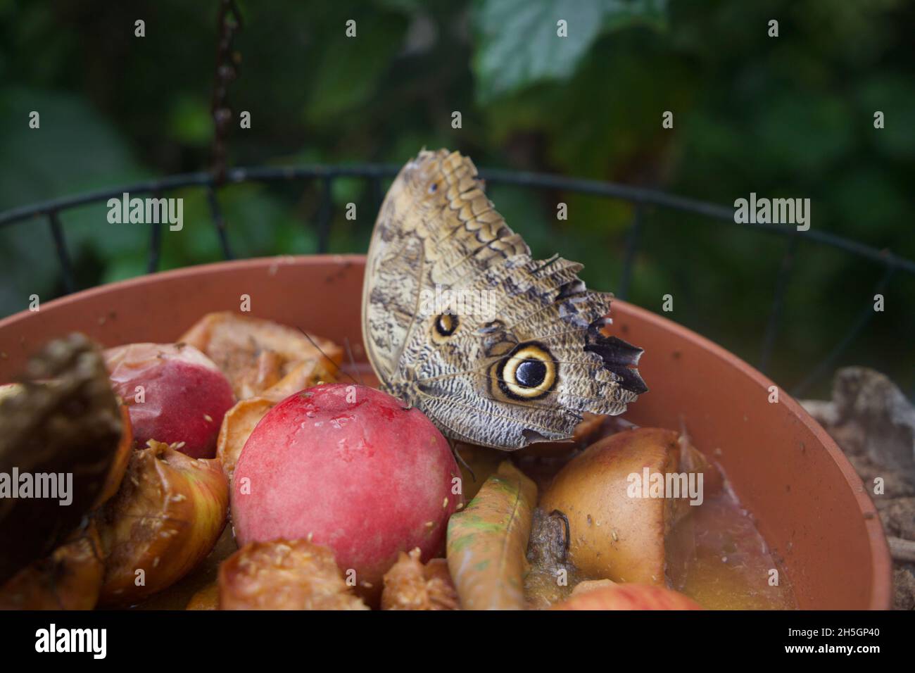 Un papillon hibou géant se nourrissant d'un fruit Banque D'Images