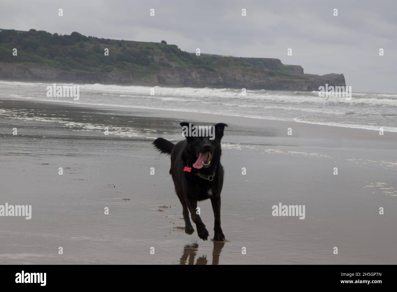 Rescue Labrador cross collie courir sur la plage au Royaume-Uni Banque D'Images