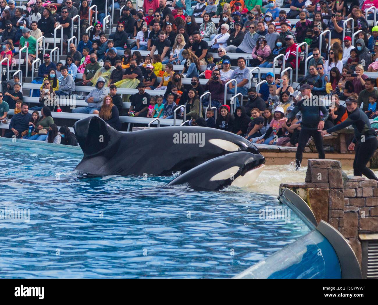 orcas baleine noire et blanche sur le spectacle Banque D'Images