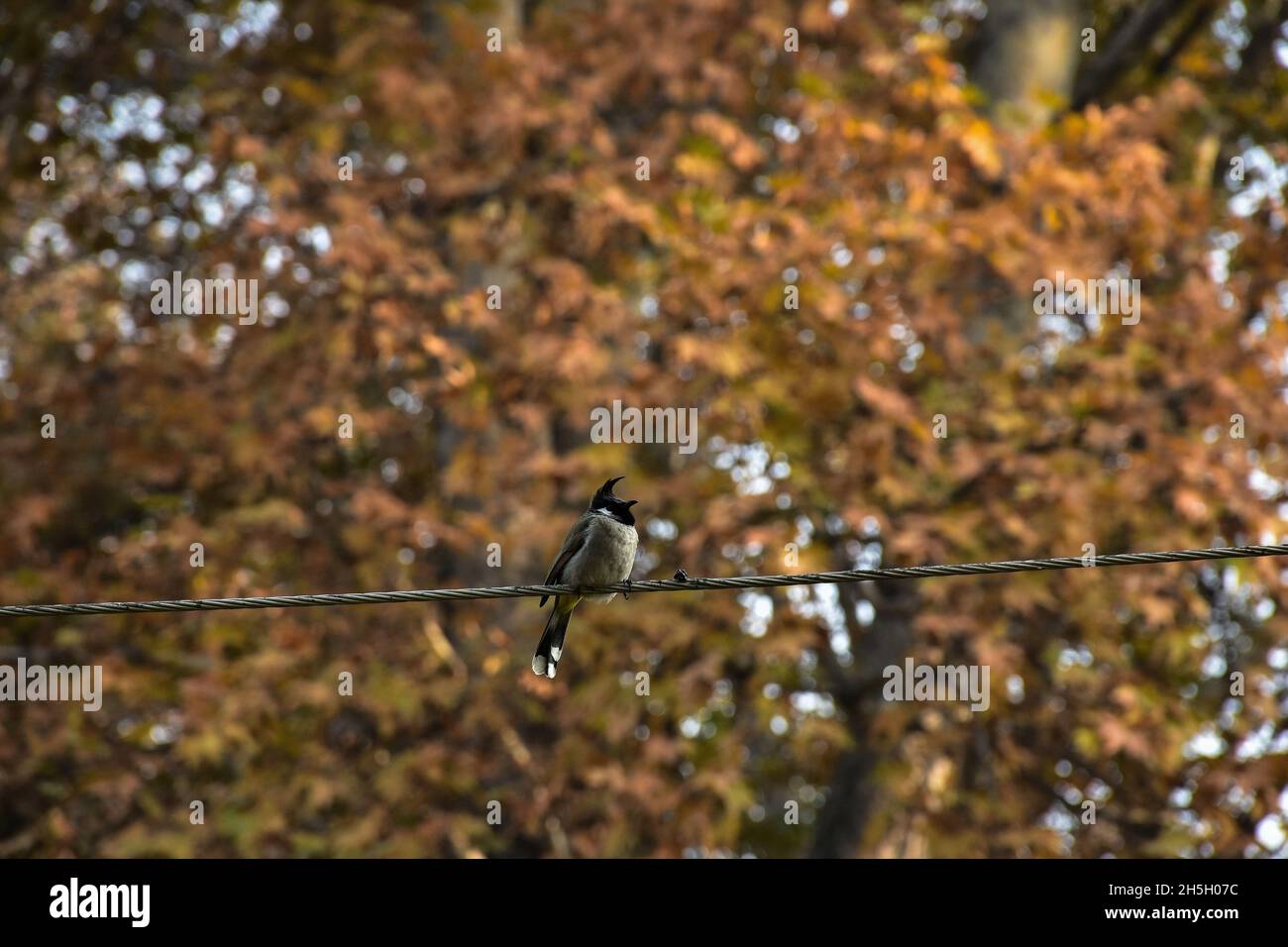 Srinagar, Inde.09ème novembre 2021.Un oiseau vu reposant sur un fil électrique pendant une journée d'automne ensoleillée à Srinagar.(Photo de Saqib Majeed/SOPA Images/Sipa USA) crédit: SIPA USA/Alay Live News Banque D'Images