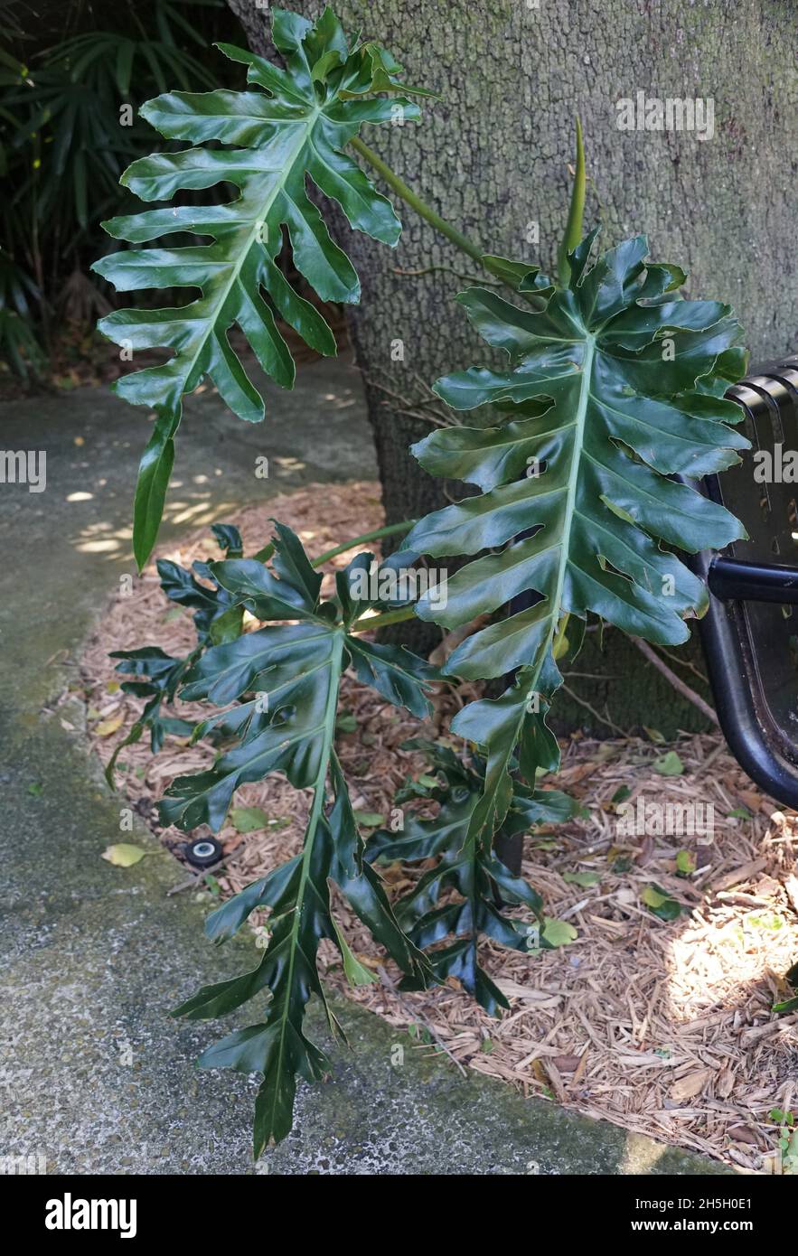 Belle feuille de Philodendron Bob CEE, une plante tropicale grimpant Banque D'Images