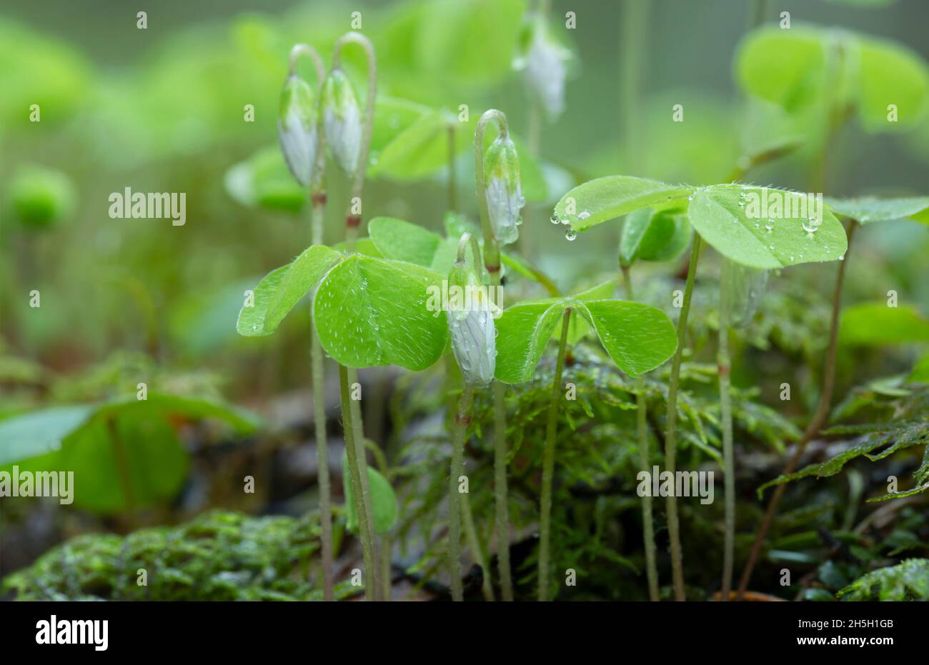 Sorrel de bois, plantes d'Oxalis acétosella au printemps humide après la pluie Banque D'Images