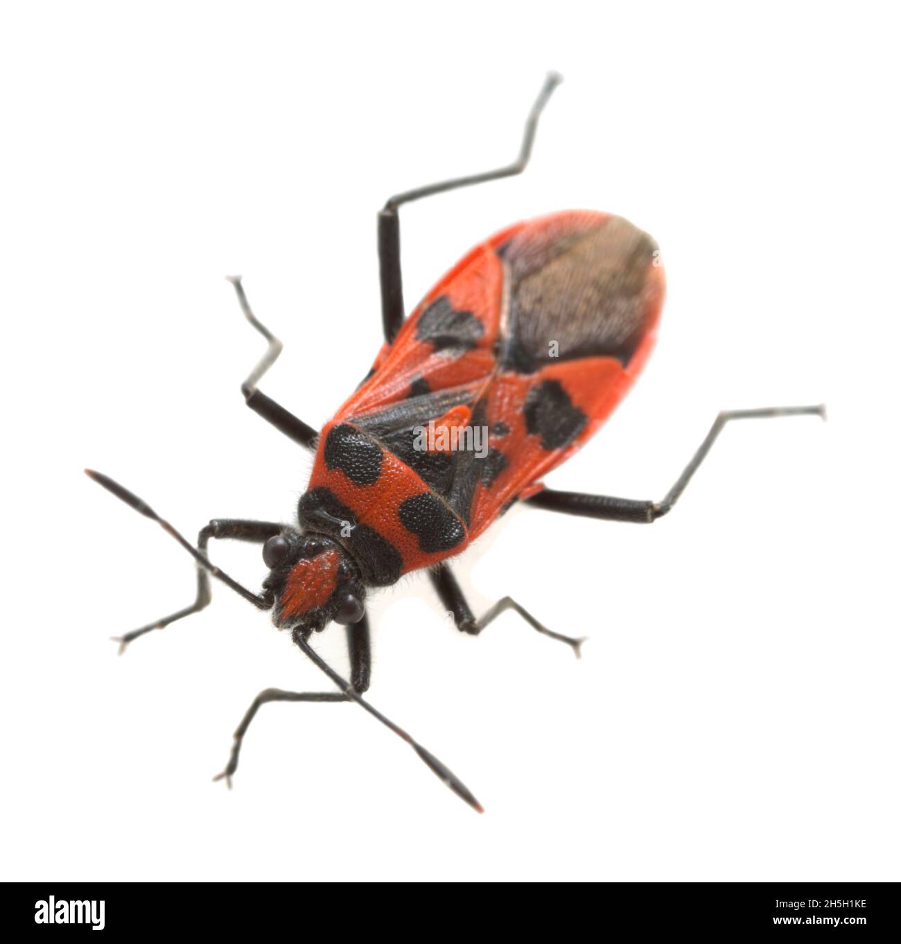 Coccinelle, Corizus hyoscyami isolé sur fond blanc Banque D'Images