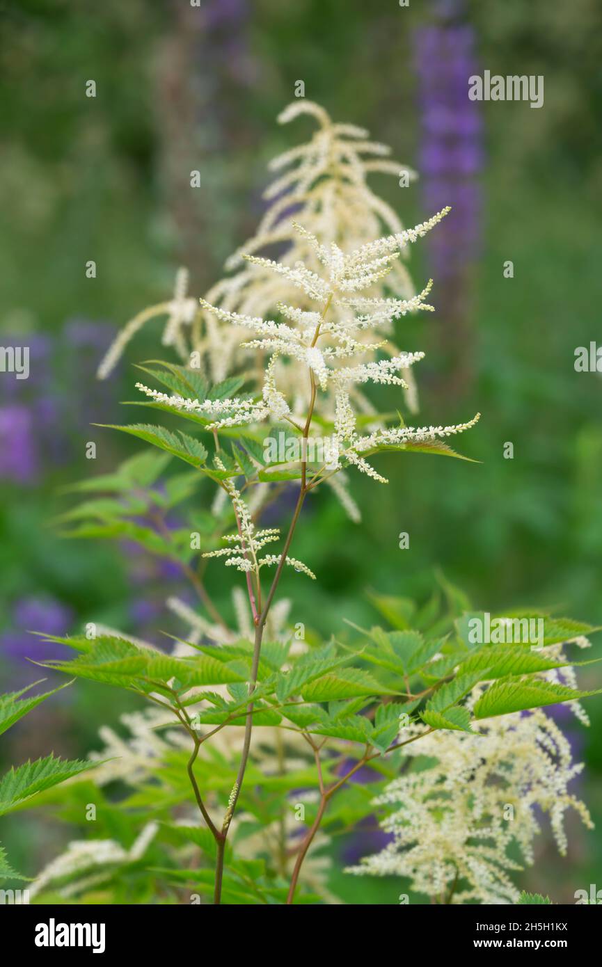 La barbe de chèvre en fleur, cette plante attire de nombreux insectes Banque D'Images