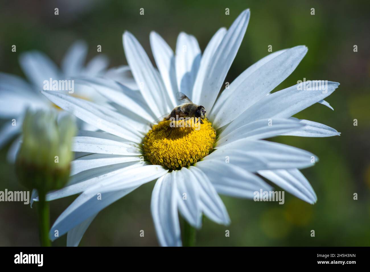 Abeilles pollinisant les daises - Bhoutan Banque D'Images